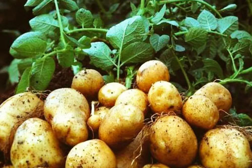 2022年土豆种植前景（土豆市场现状及未来趋势分析）