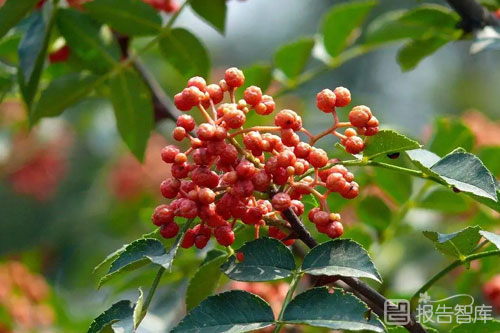 花椒的市场前景怎么样？干花椒市场的前景分析