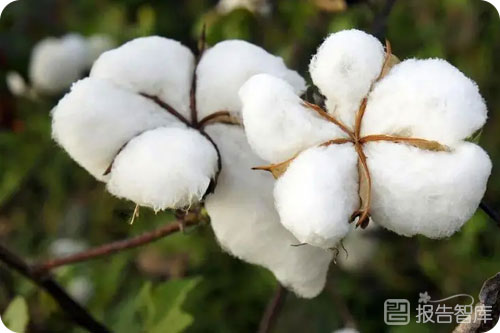 棉花供需基本面分析，棉花行业发展现状及未来趋势