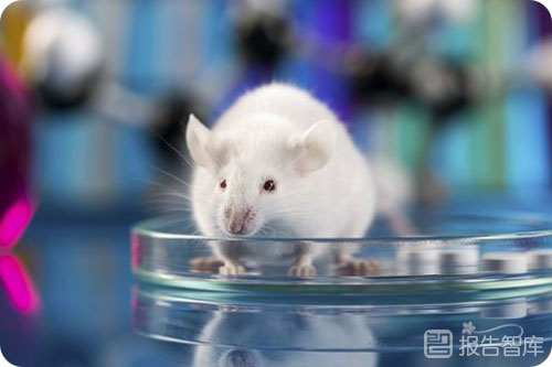 实验动物行业前景怎么样？实验动物行业未来发展