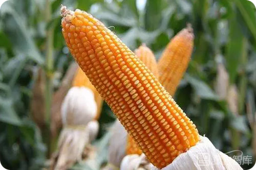 玉米行业市场前景，2022玉米行情走势未来预测分析