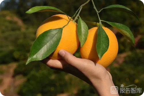 脐橙行业发展趋势如何？中国脐橙市场调查与市场分析