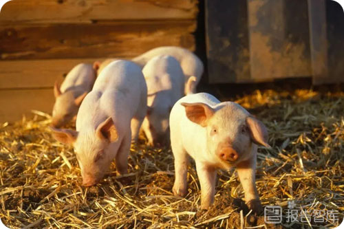 生猪养殖行业发展现状如何？生猪养殖产业发展趋势分析