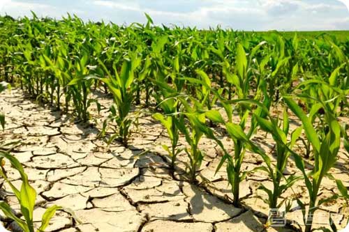 干旱对农业生产的影响有哪些？干旱对农业不利影响分析