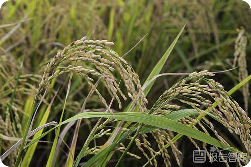 稻谷市场发展前景如何？稻谷行业现状及未来趋势分析