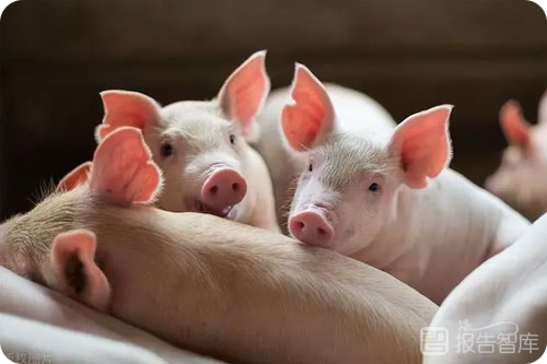 养猪的前景如何？目前生猪养殖行业发展趋势分析
