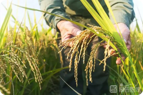 水稻种植行业前景怎么样？水稻种植现状与发展方向
